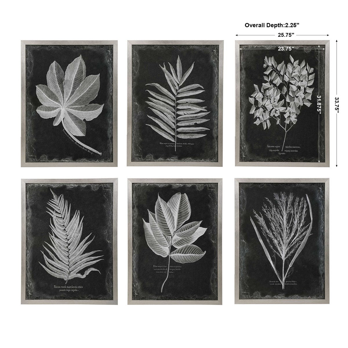 Uttermost Foliage Framed Prints S/6 33671