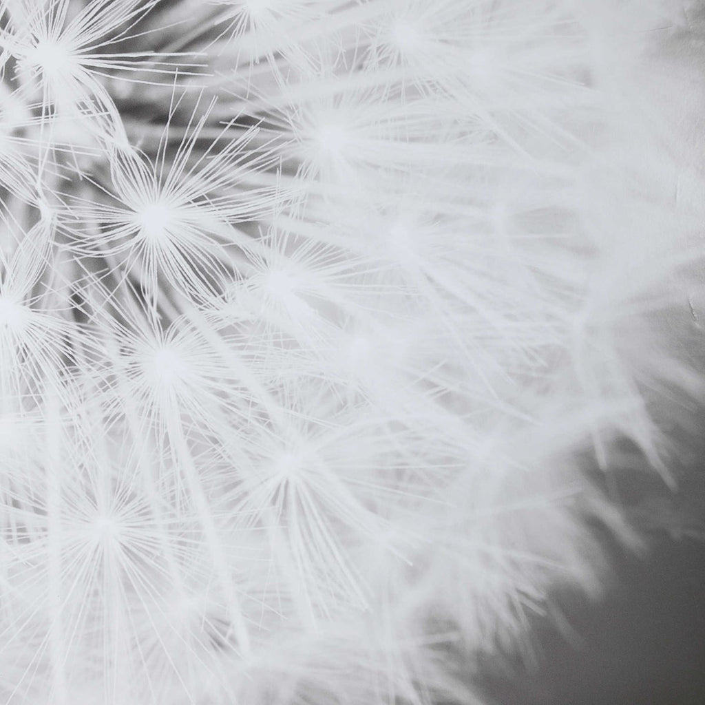 Uttermost Dandelion Seedhead Framed Print 33711