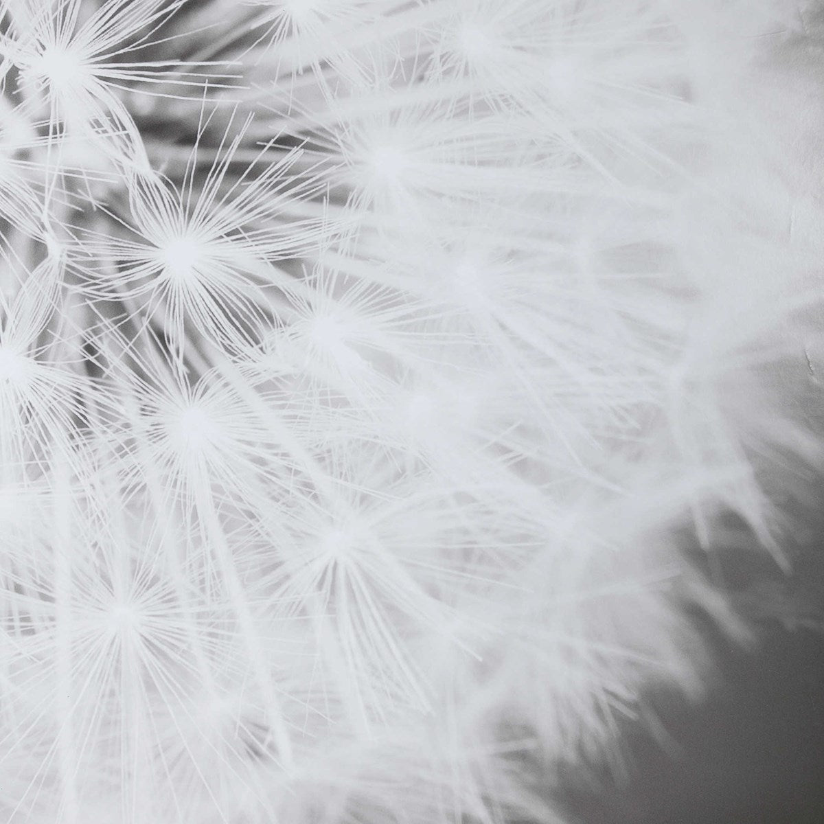 Uttermost Dandelion Seedhead Framed Print 33711