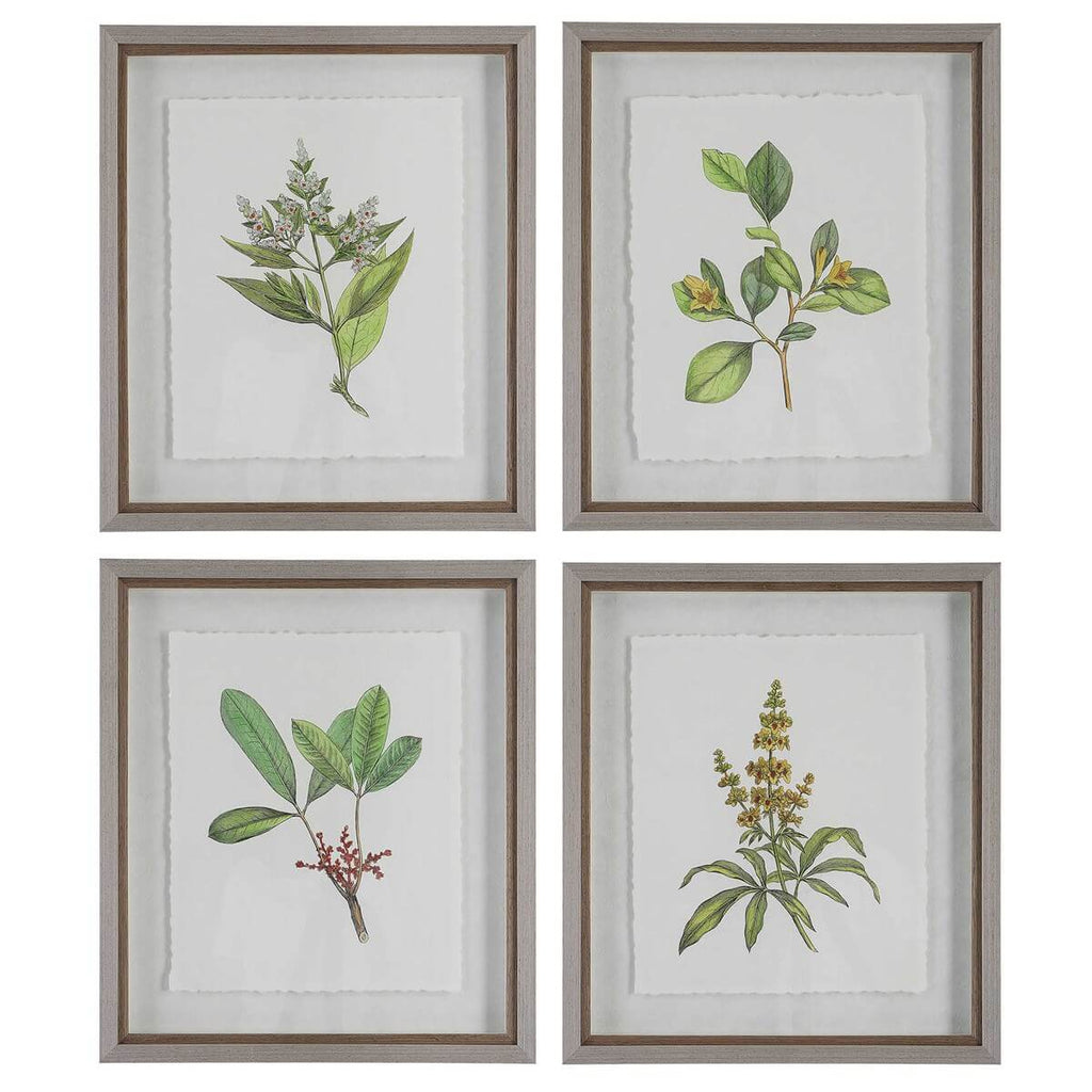UTTERMOST WILDFLOWER STUDY FRAMED PRINTS  S/4 41461