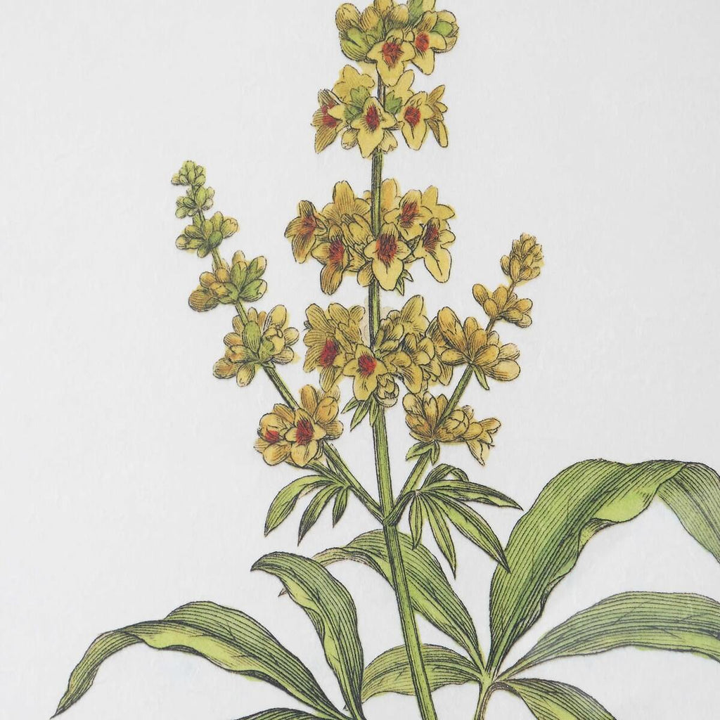 UTTERMOST WILDFLOWER STUDY FRAMED PRINTS  S/4 41461