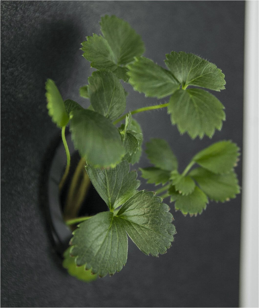 THE EVE INDOOR GARDEN